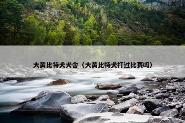 大黄比特犬犬舍（大黄比特犬打过比赛吗）