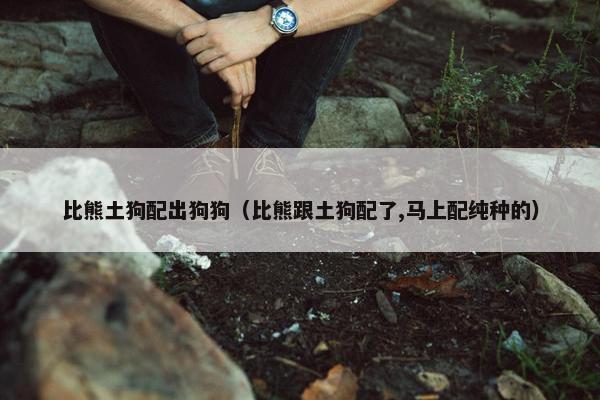 比熊土狗配出狗狗（比熊跟土狗配了,马上配纯种的）