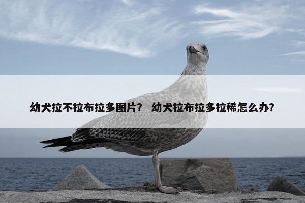 幼犬拉不拉布拉多图片？ 幼犬拉布拉多拉稀怎么办？