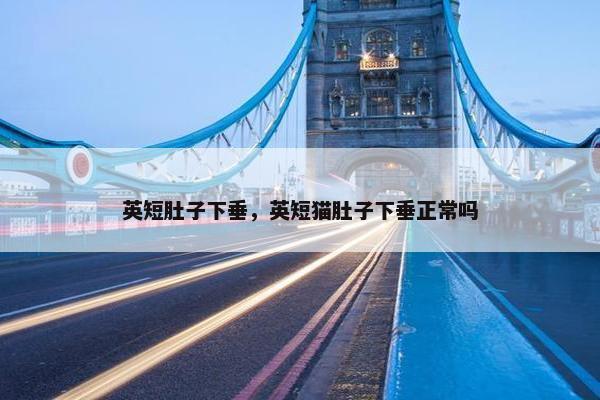 英短肚子下垂，英短猫肚子下垂正常吗
