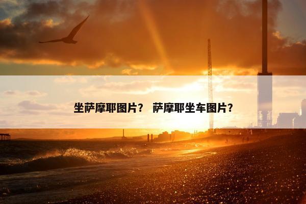 坐萨摩耶图片？ 萨摩耶坐车图片？