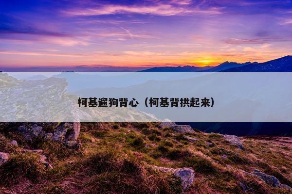 柯基遛狗背心（柯基背拱起来）