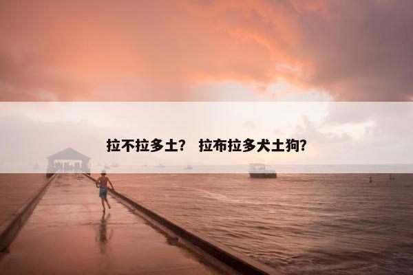拉不拉多土？ 拉布拉多犬土狗？