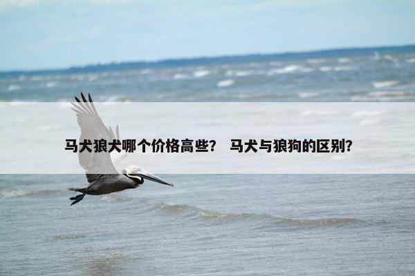 马犬狼犬哪个价格高些？ 马犬与狼狗的区别？