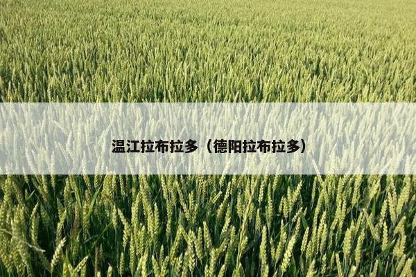 温江拉布拉多（德阳拉布拉多）