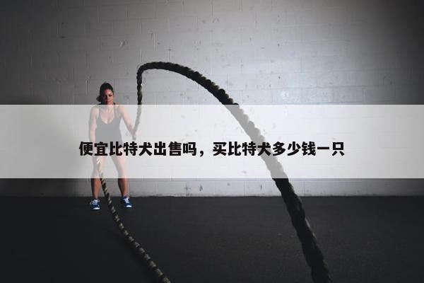 便宜比特犬出售吗，买比特犬多少钱一只