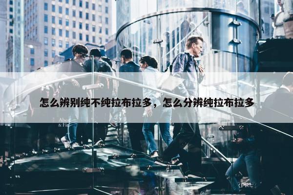 怎么辨别纯不纯拉布拉多，怎么分辨纯拉布拉多