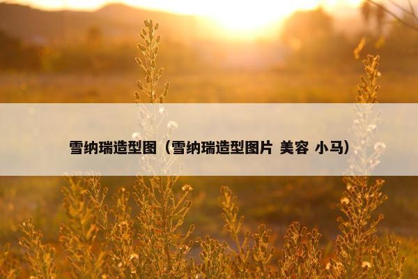 雪纳瑞造型图（雪纳瑞造型图片 美容 小马）