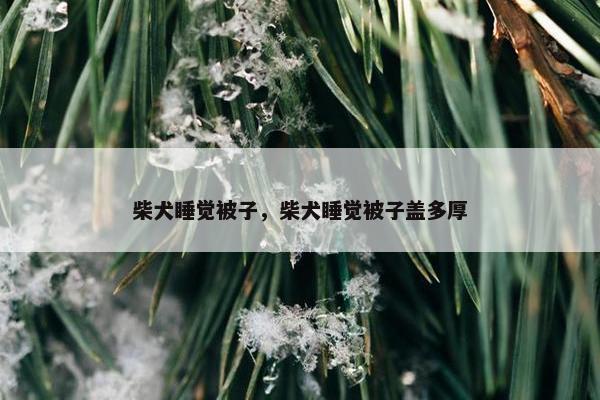 柴犬睡觉被子，柴犬睡觉被子盖多厚