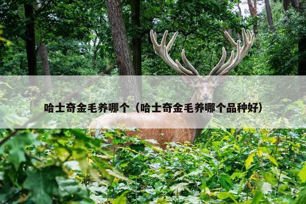 哈士奇金毛养哪个（哈士奇金毛养哪个品种好）