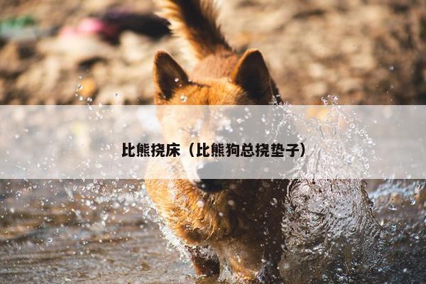 比熊挠床（比熊狗总挠垫子）