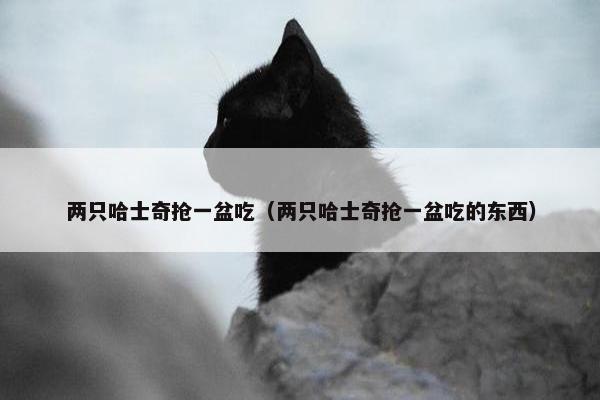 两只哈士奇抢一盆吃（两只哈士奇抢一盆吃的东西）