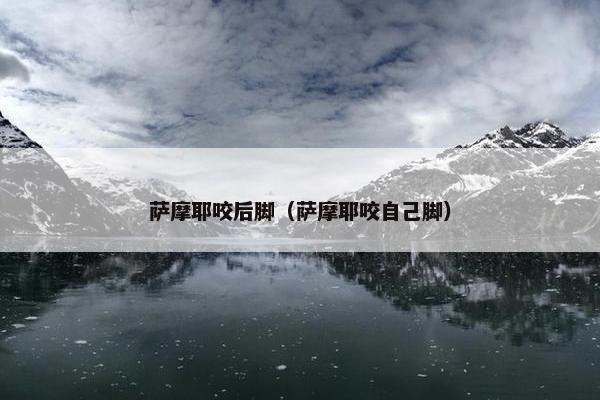 萨摩耶咬后脚（萨摩耶咬自己脚）
