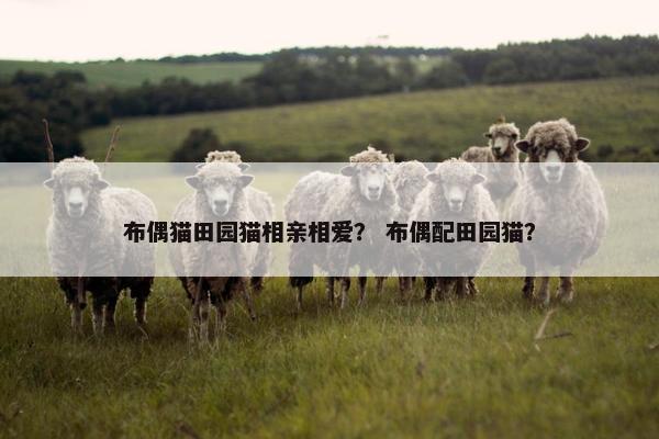布偶猫田园猫相亲相爱？ 布偶配田园猫？