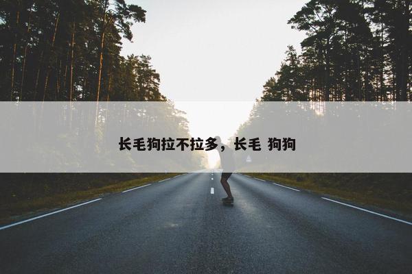 长毛狗拉不拉多，长毛 狗狗