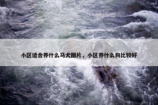 小区适合养什么马犬图片，小区养什么狗比较好