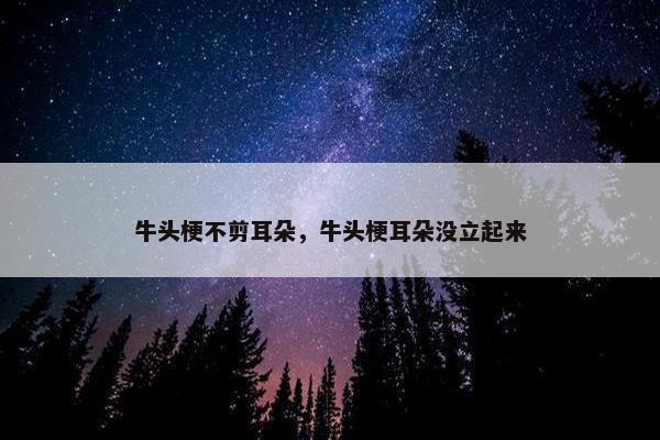 牛头梗不剪耳朵，牛头梗耳朵没立起来