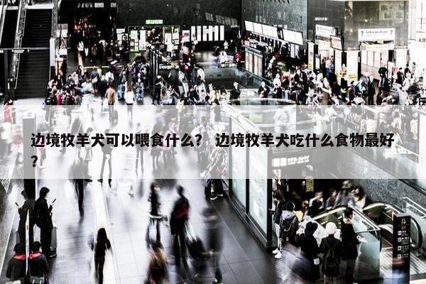 边境牧羊犬可以喂食什么？ 边境牧羊犬吃什么食物最好？