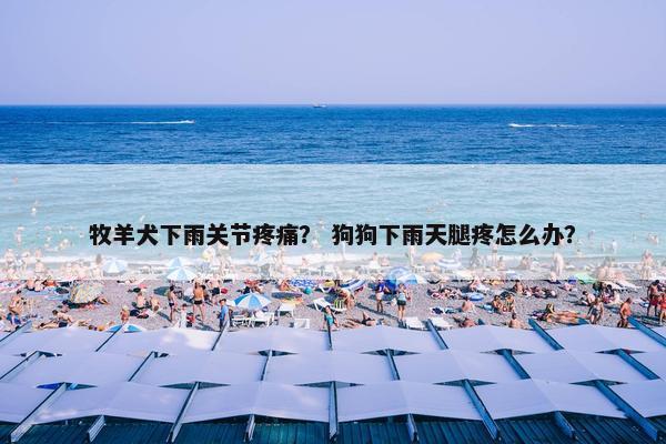 牧羊犬下雨关节疼痛？ 狗狗下雨天腿疼怎么办？