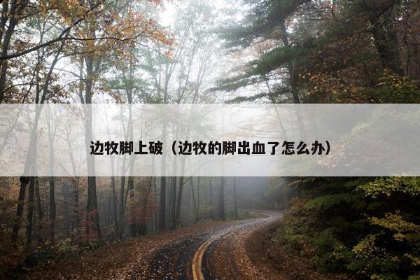 边牧脚上破（边牧的脚出血了怎么办）