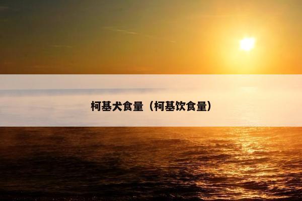 柯基犬食量（柯基饮食量）