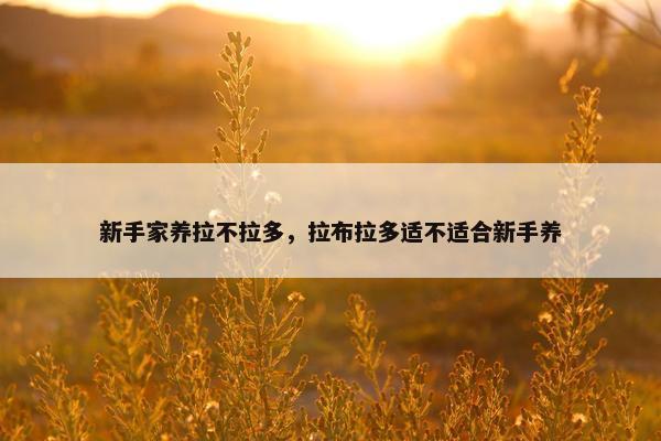 新手家养拉不拉多，拉布拉多适不适合新手养