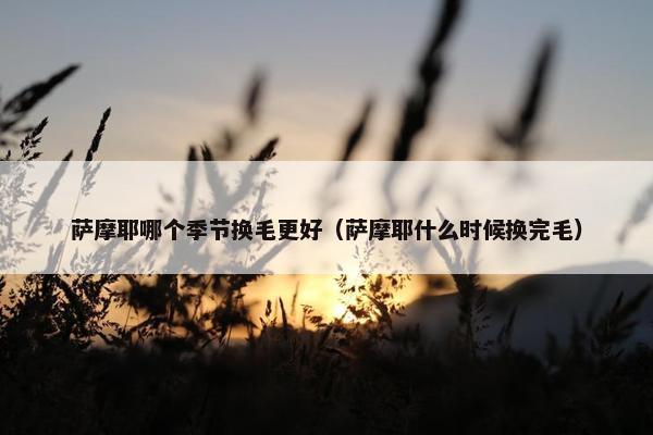 萨摩耶哪个季节换毛更好（萨摩耶什么时候换完毛）