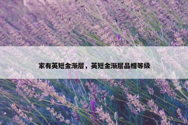 家有英短金渐层，英短金渐层品相等级
