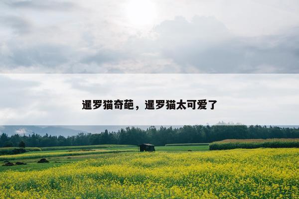 暹罗猫奇葩，暹罗猫太可爱了
