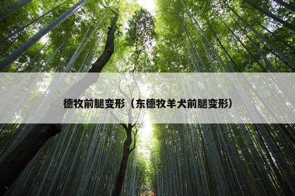 德牧前腿变形（东德牧羊犬前腿变形）