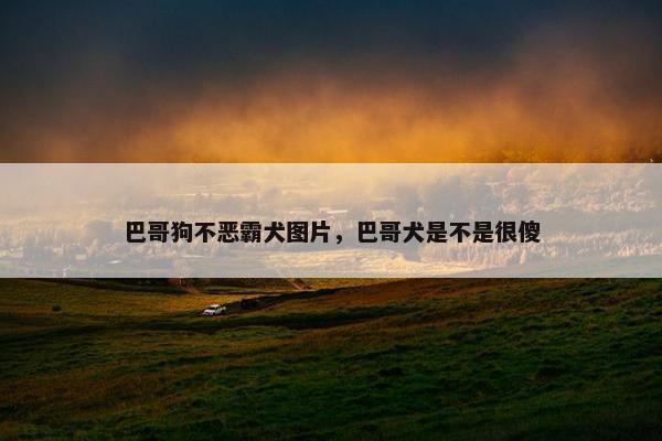 巴哥狗不恶霸犬图片，巴哥犬是不是很傻