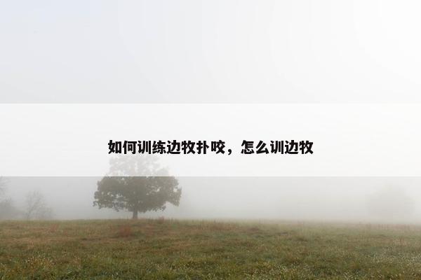 如何训练边牧扑咬，怎么训边牧