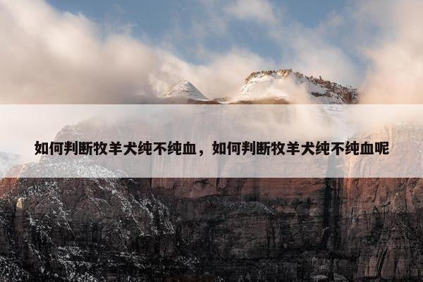 如何判断牧羊犬纯不纯血，如何判断牧羊犬纯不纯血呢