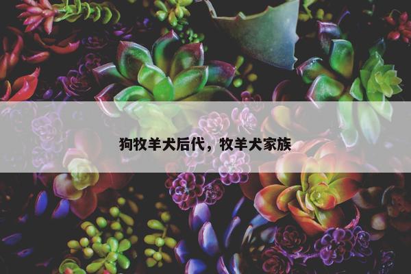 狗牧羊犬后代，牧羊犬家族