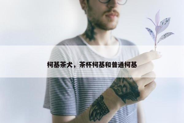 柯基茶犬，茶杯柯基和普通柯基