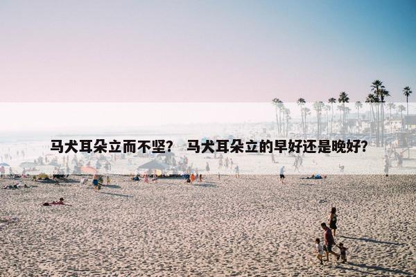 马犬耳朵立而不坚？ 马犬耳朵立的早好还是晚好？