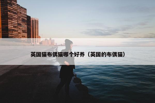 英国猫布偶猫哪个好养（英国的布偶猫）
