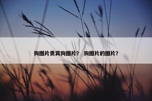 狗图片贵宾狗图片？ 狗图片的图片？
