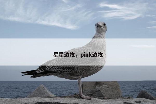 星星边牧，pink边牧