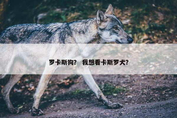 罗卡斯狗？ 我想看卡斯罗犬？