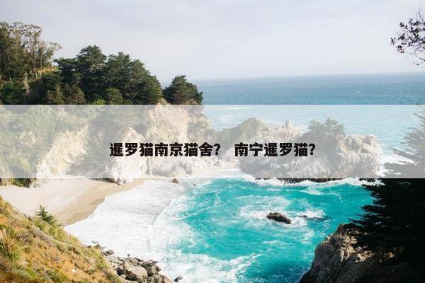 暹罗猫南京猫舍？ 南宁暹罗猫？