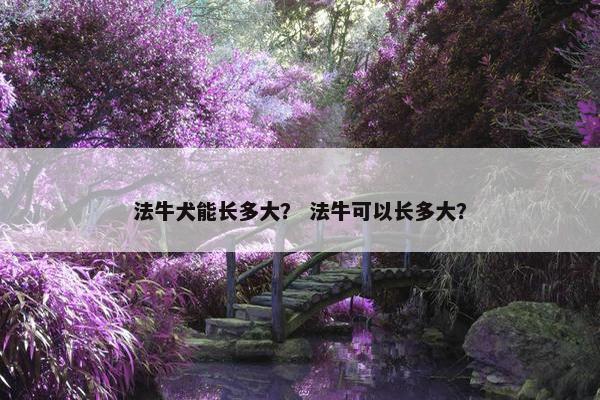 法牛犬能长多大？ 法牛可以长多大？