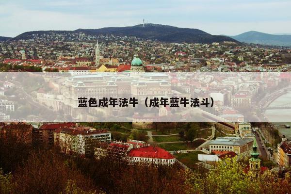 蓝色成年法牛（成年蓝牛法斗）
