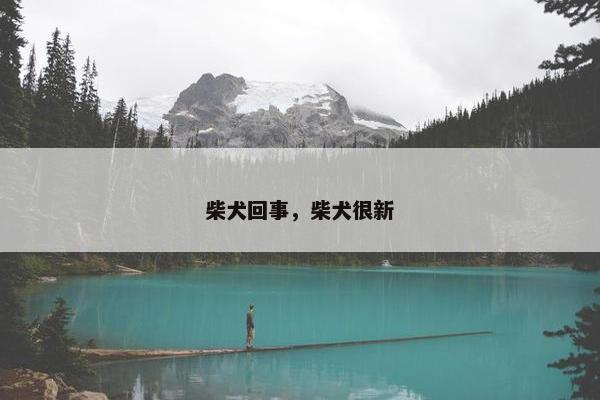 柴犬回事，柴犬很新