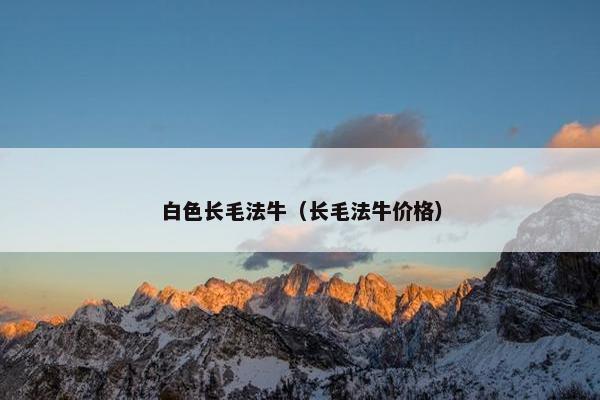 白色长毛法牛（长毛法牛价格）