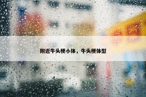 附近牛头梗小体，牛头梗体型