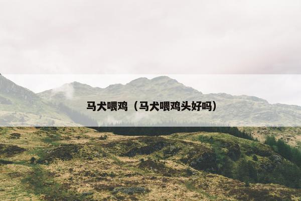 马犬喂鸡（马犬喂鸡头好吗）