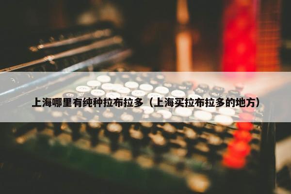 上海哪里有纯种拉布拉多（上海买拉布拉多的地方）