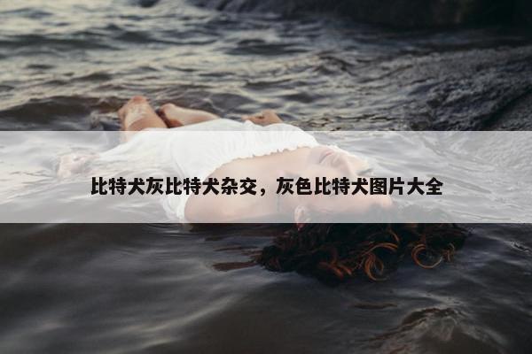 比特犬灰比特犬杂交，灰色比特犬图片大全