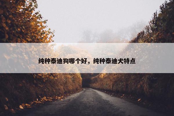 纯种泰迪狗哪个好，纯种泰迪犬特点